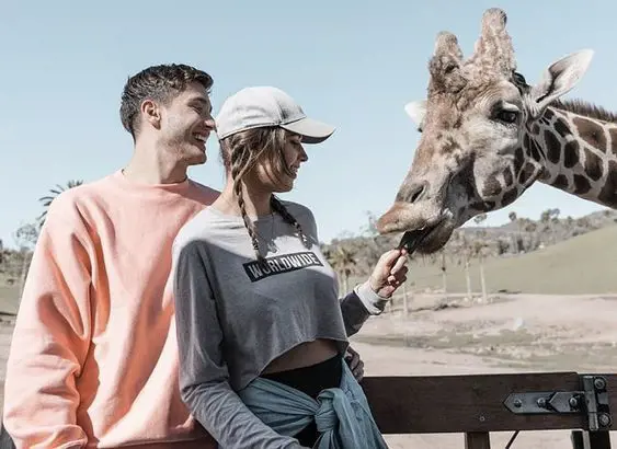 A young couple feeding Giraffe at a local zoo. 
