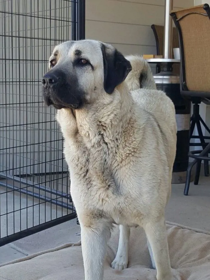Anatolian Shepherd largest pet friendly dog 