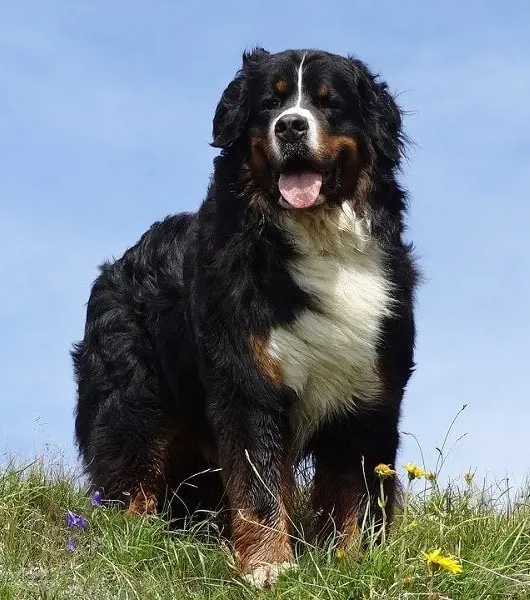 Bernese Mountain Dog showcase a happy face