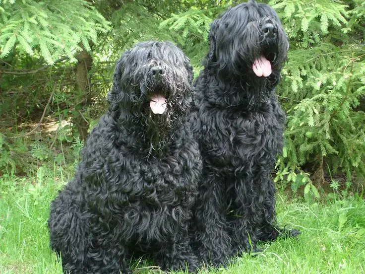 Double coated Black Russian Terrier