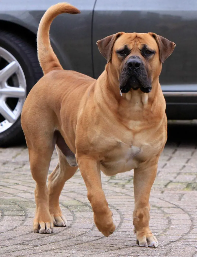 Boerboel looks ready to stop the intruder 