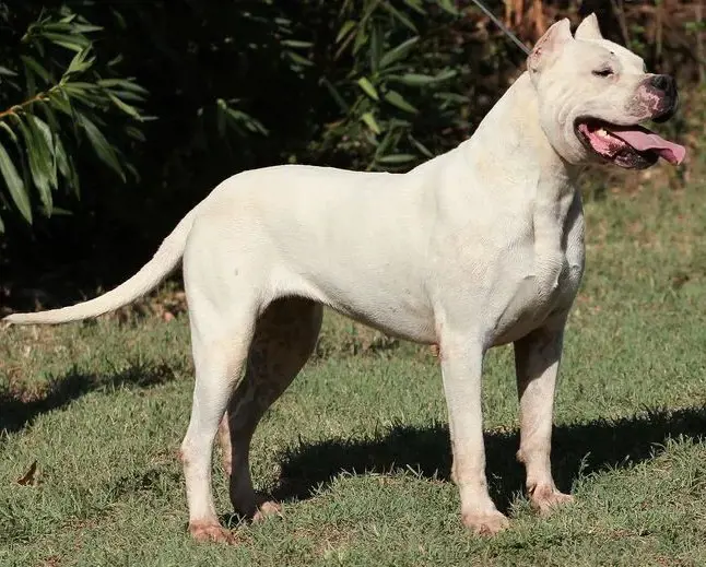 Bully Kutta a hunting and guarding dog breed