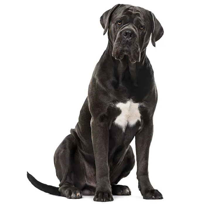 Cane Corso, largest dog breed with long and powerful muscles