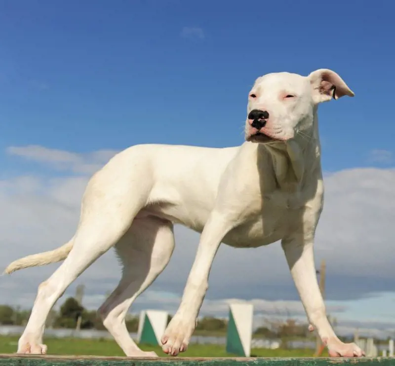 Powerful and energetic Dogo Argentino