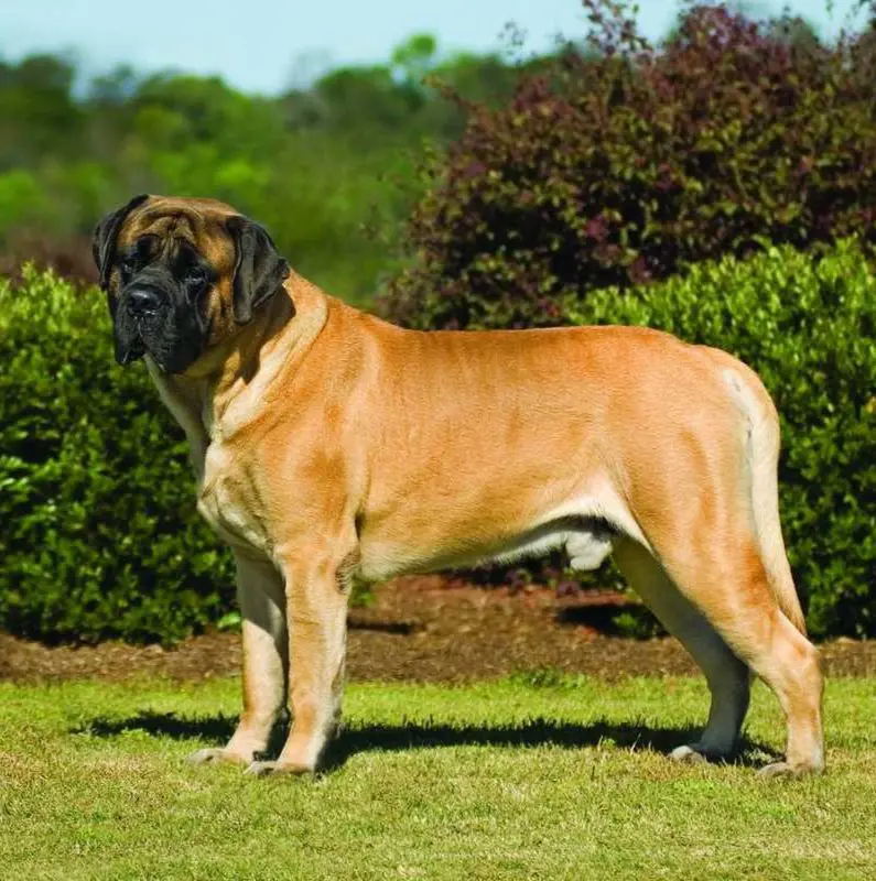 A mastiff stands tall at the backyard of a house