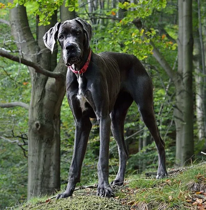 Great Dane stands tall as it takes a walk in the forest