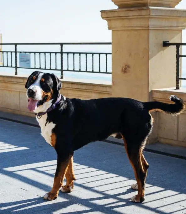 The Greater Swiss Mountain Dog enjoys its day out