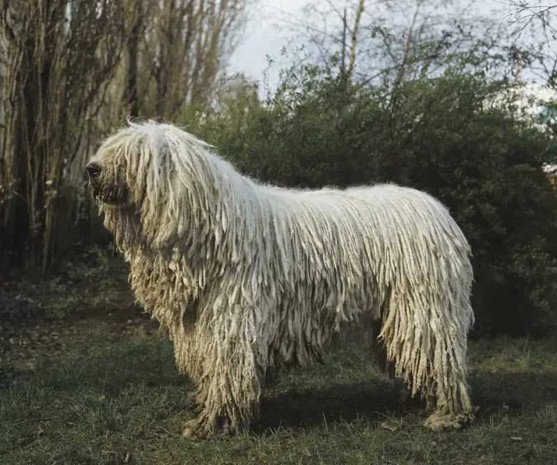 Komondor, a breed of dog with unique coat