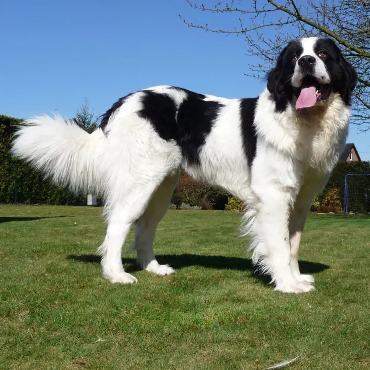 Landseer looks adorable as it enjoys its time at the park