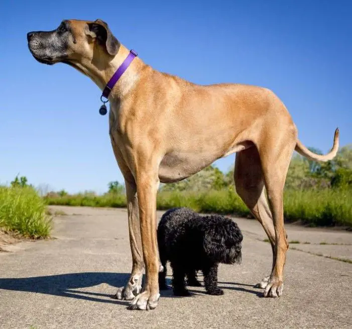 Great Dane largest dog breed with a pup