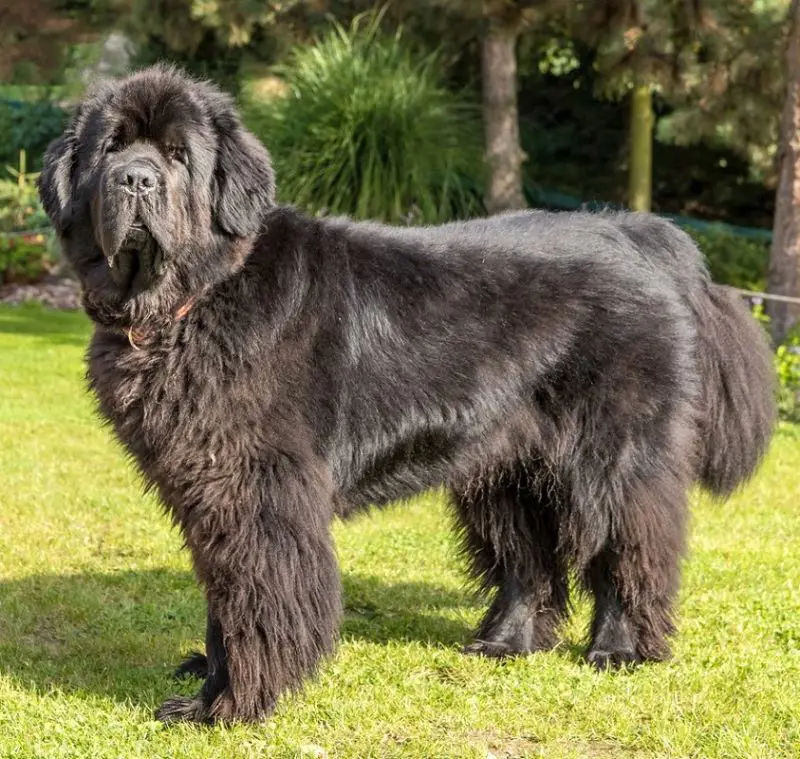 Newfoundland covered in its thick coats