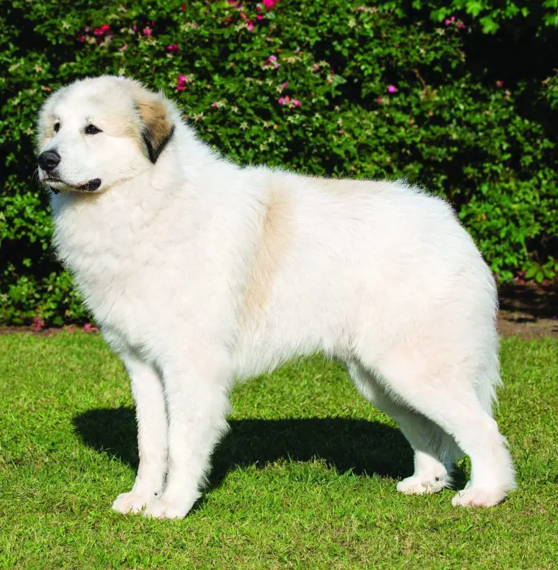 Pyrenean Mountain Dog looks cute as it enjoys the sunny day