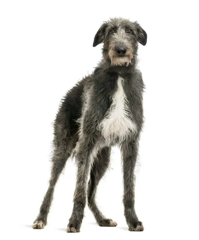 Tall and slender Scottish Deerhound