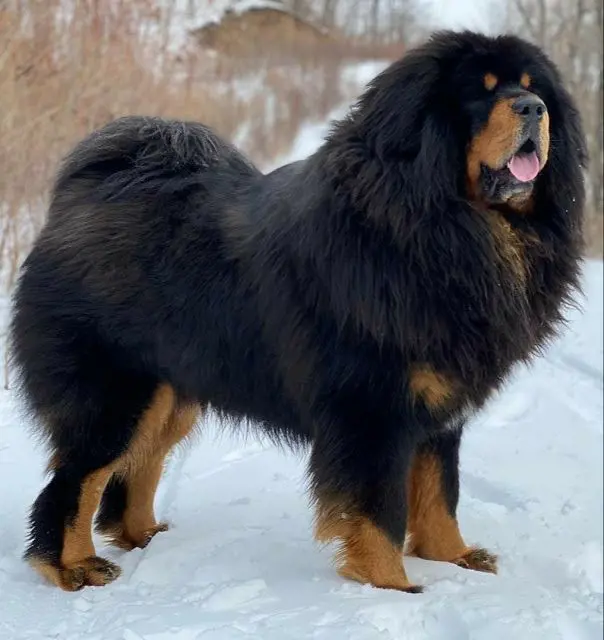 Tibetan Mastiff looks fierce as it stands tall in the snow