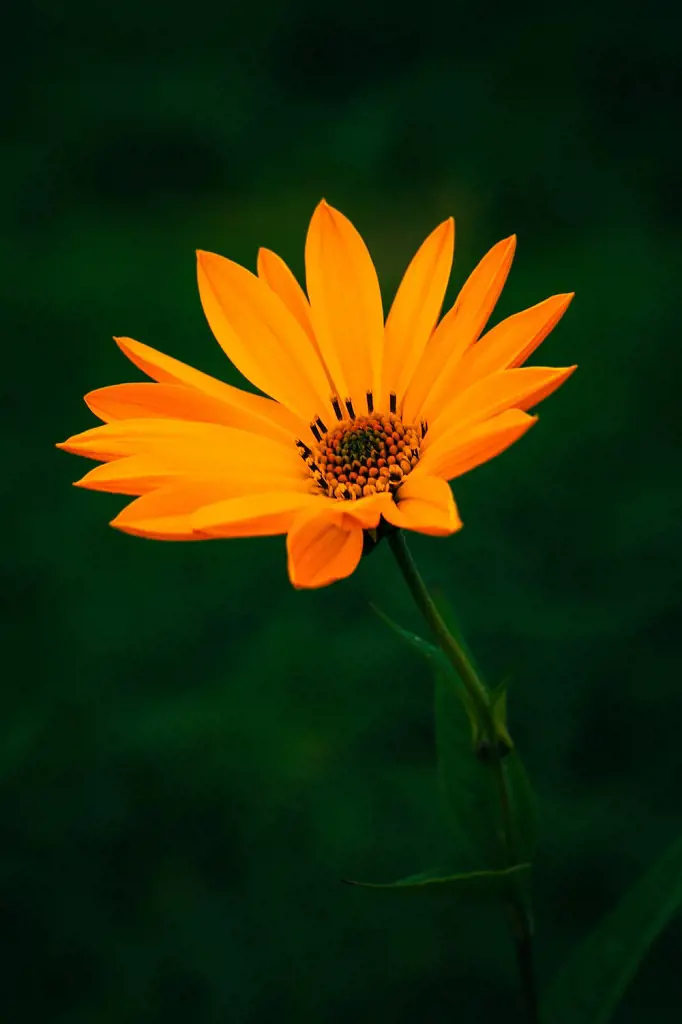 A beautiful yellow flower through a tilt-shift lens creating a unique and artistic perspective