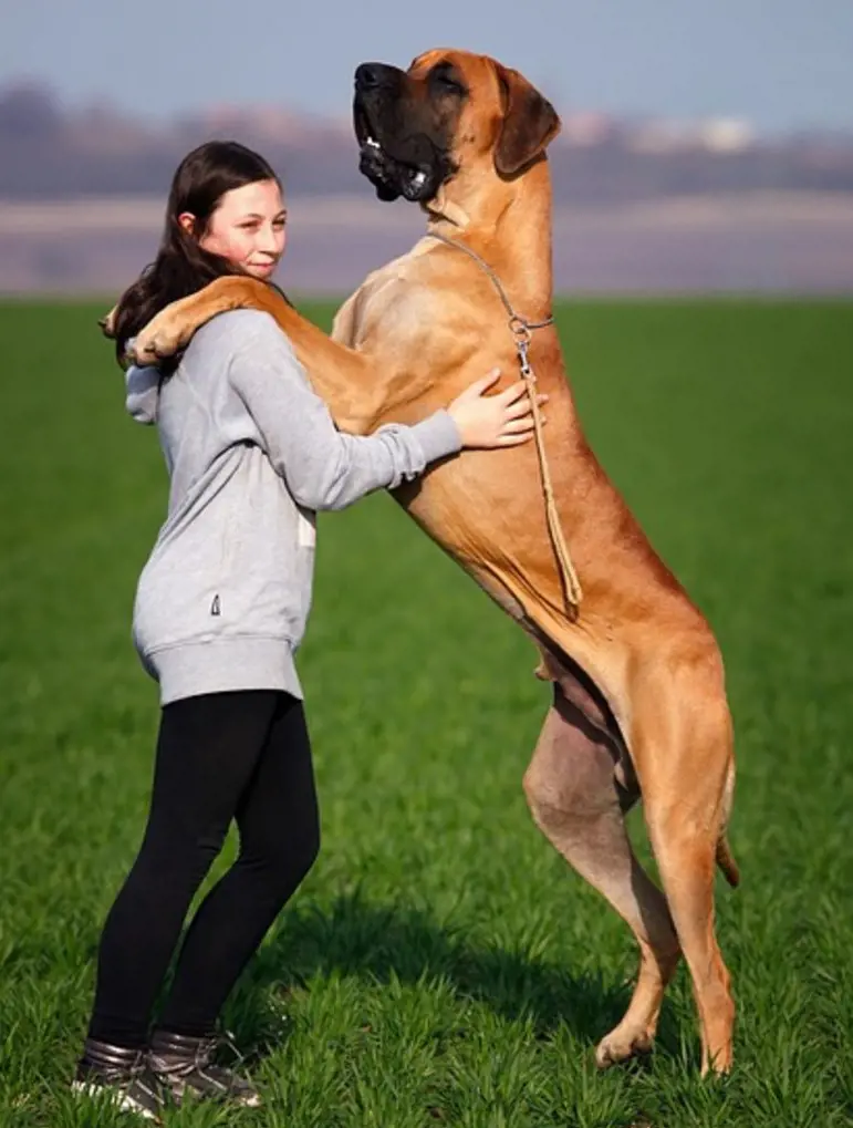 A big dog breed is taller than its human owner