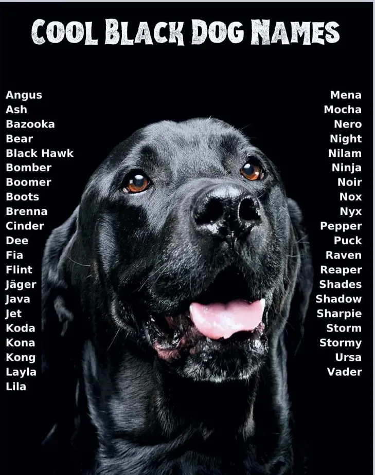 List of cool names for a blackdog