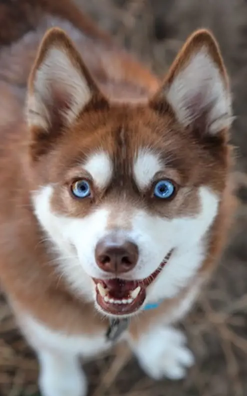 Blue eyed  Alaskan Klee Kai dog breed