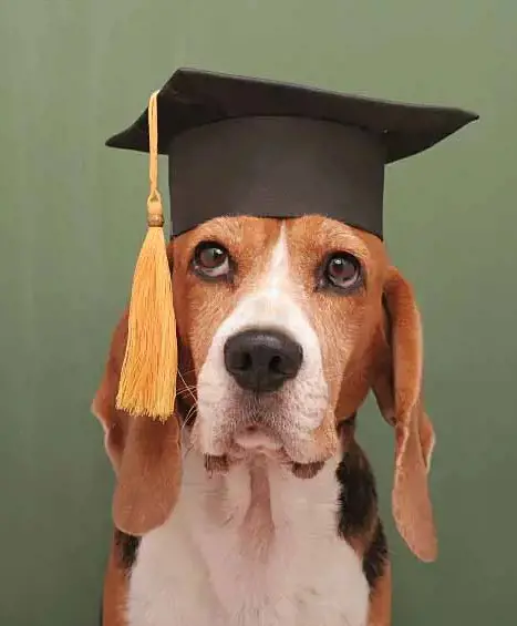 A dog wearing a graduation cap makes it look smart and funny