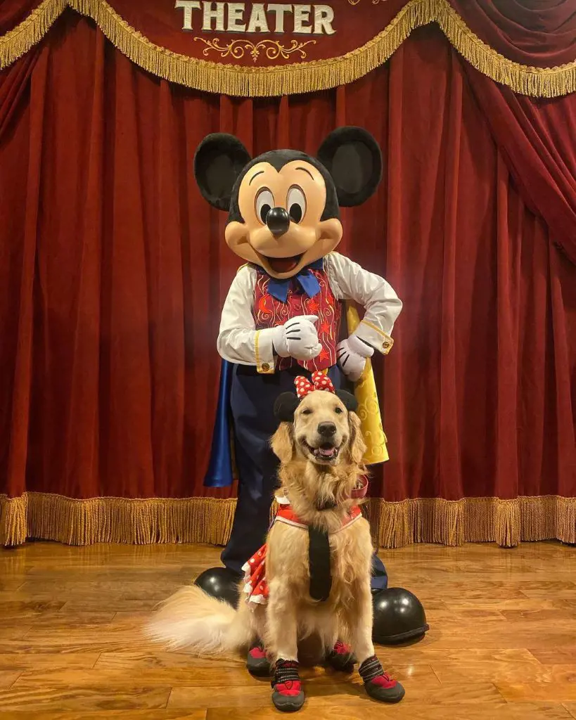 Golden Retriever dog dressed as a Disney famed cartoon character Minnie mouse