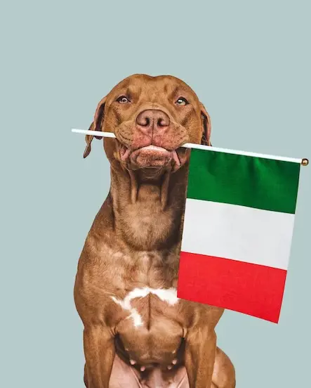 Dog carrying an Italian flag