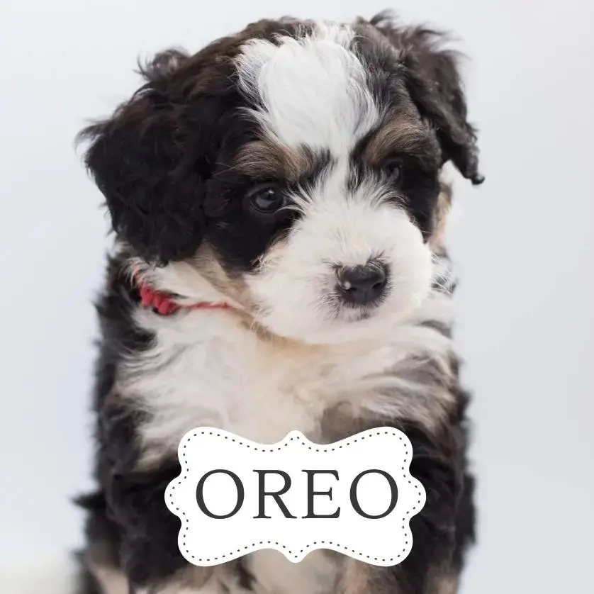 A dog named after the popular biscuit Oreo