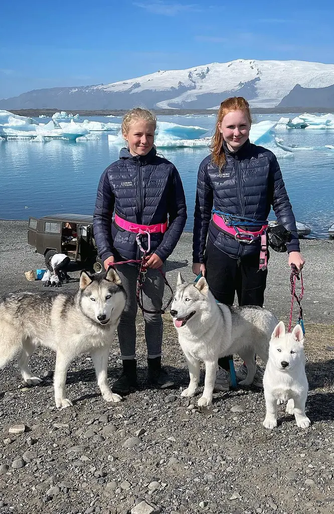 Huskies with their owner in Iceland