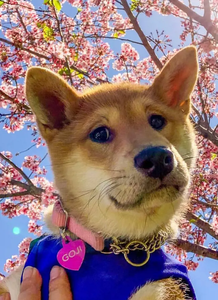 A Japanese dog breed Shiba infront of a Sakura tree