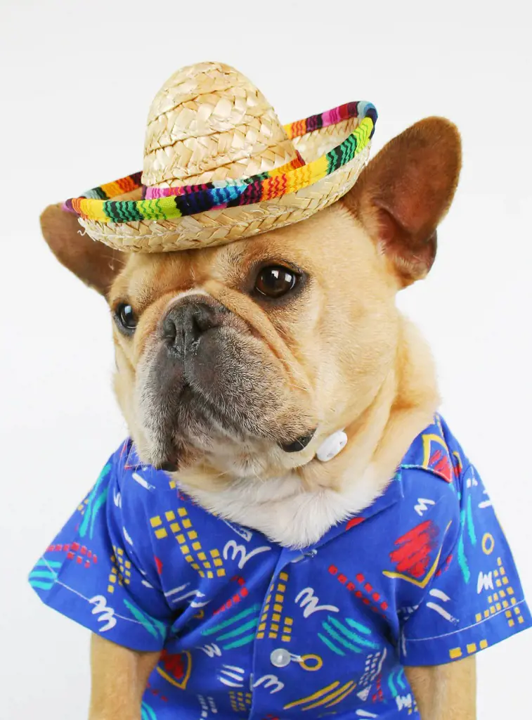 A Pug wearing Mexican hat and shirt