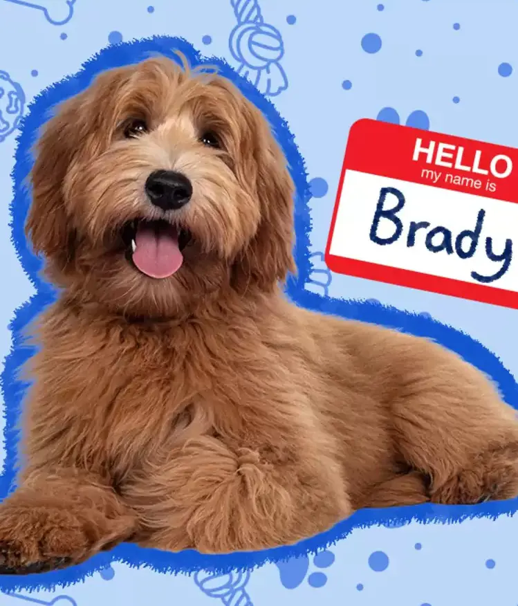 A dog named Brady