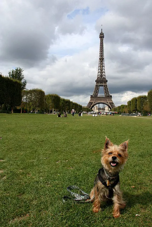 A cute dog in front of Eiffel tower in France