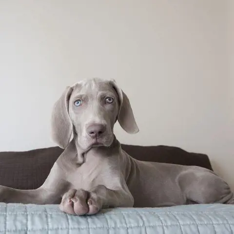 A grey colored Weimaraner sitting over the bed