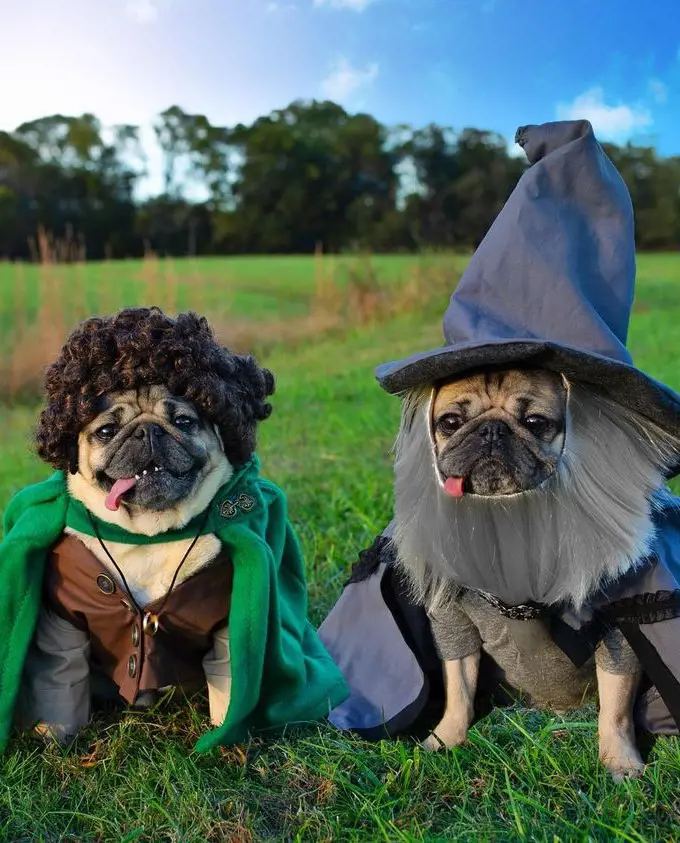 Two dogs dressed as Lord of the Rings characters