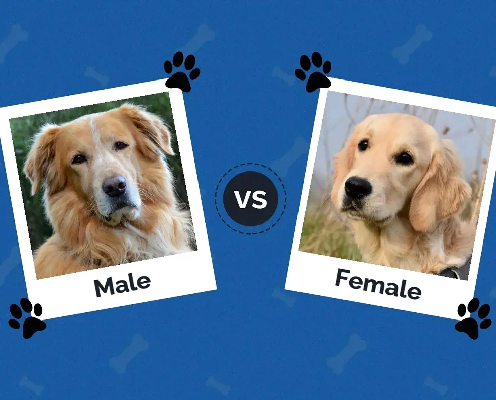 Male and Female dogs