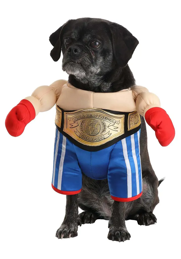 A pug wearing Marvel superhero costume