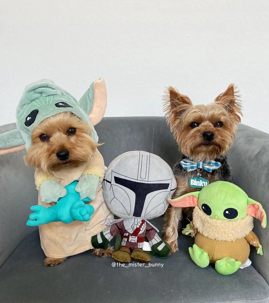 Dogs decorated in Star wars theme accessories
