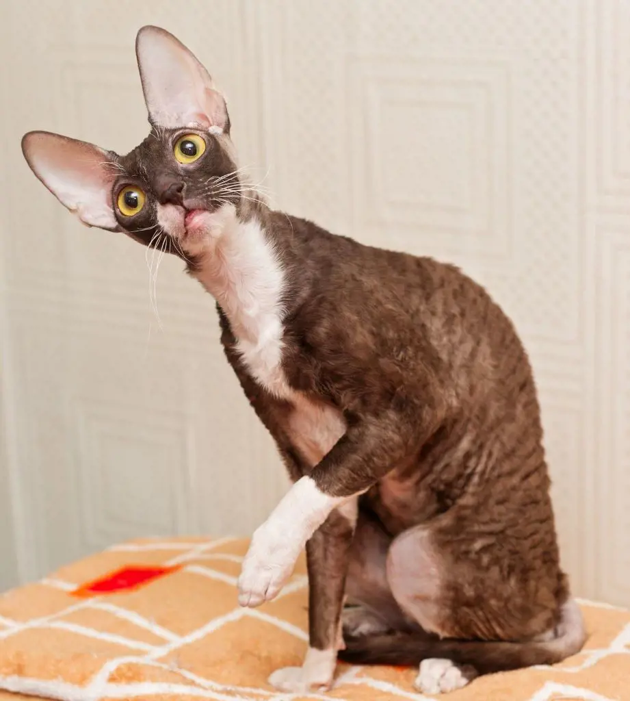 Indoor adult Cornish Rex gives an unconventional pose