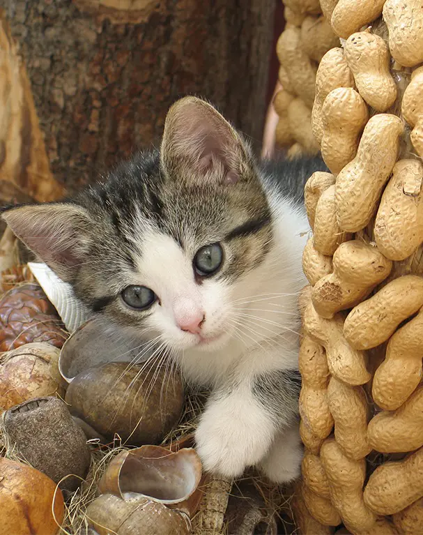 Feeding cats even small quantities of macadamia nuts can result in adverse reactions