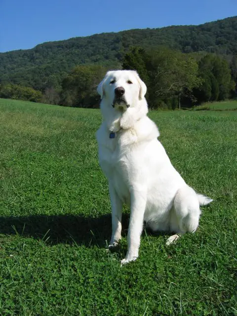 Akbash one of the rare dog breeds