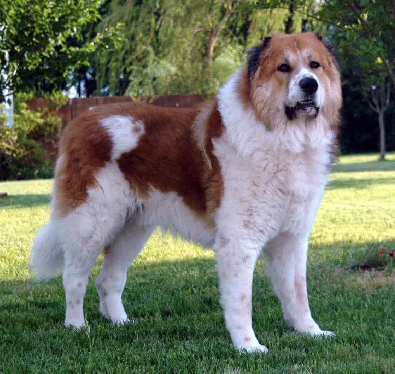 White and tan colored Caucasian Shepherd Dog