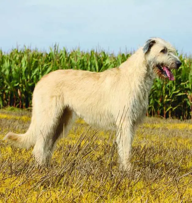 Irish Wolfhound the tallest sighthounds