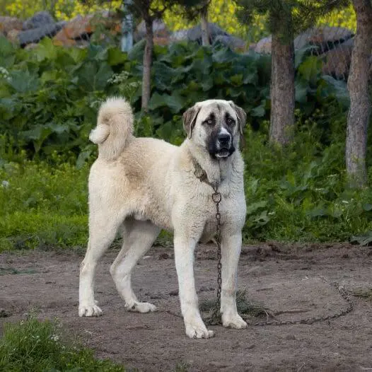 Turkish Kangal Shepherd Dog