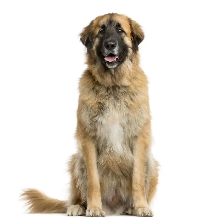 Double coated German origin Leonberger