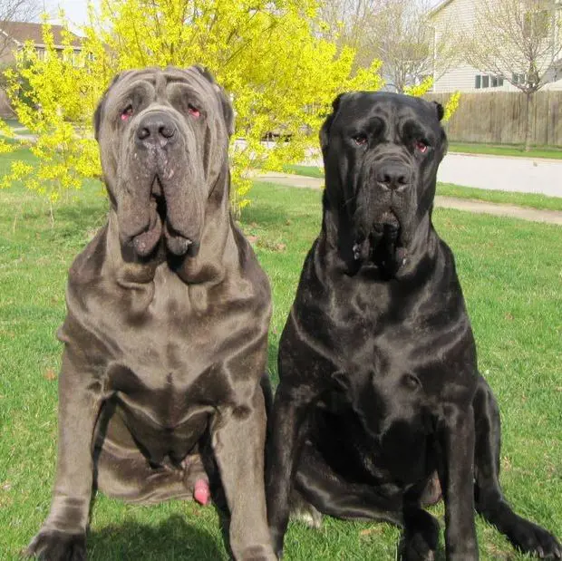 Two Italian breed mastiff enjoys the sunny day