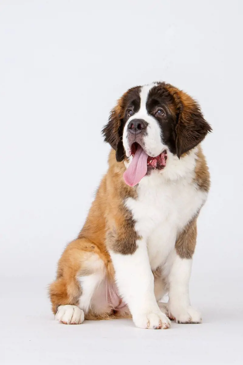 Adorable picture of St. Bernard clicked by Barbara O'Brien