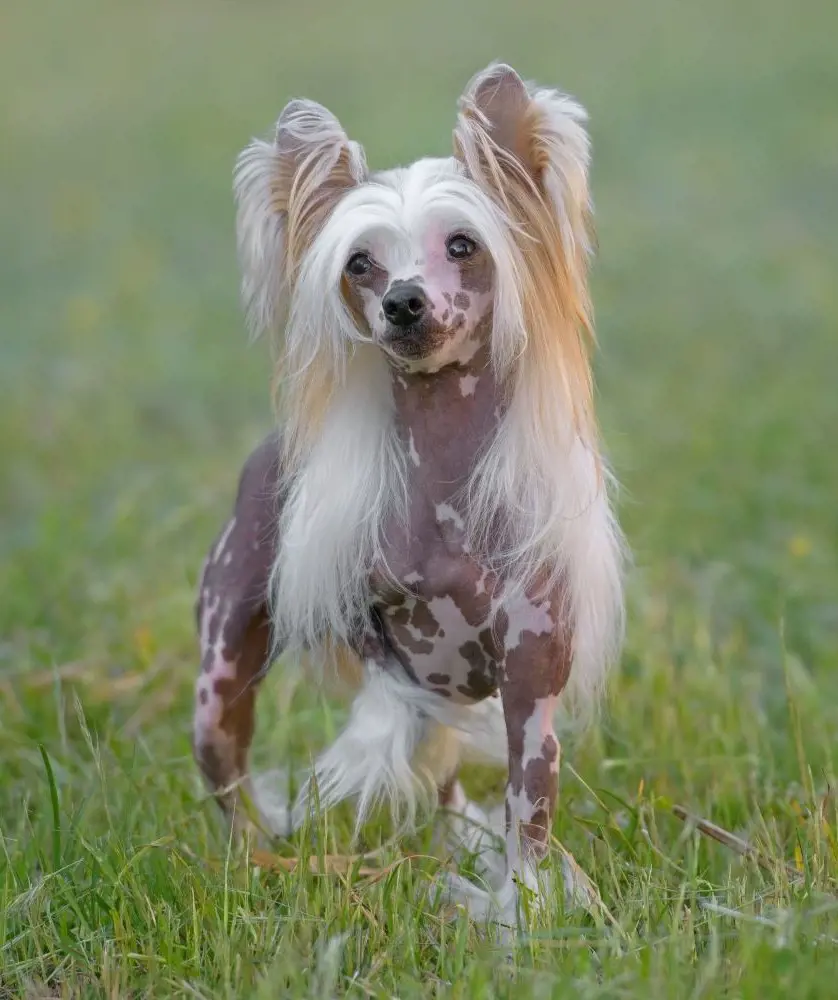 Chinese Crested dog breed