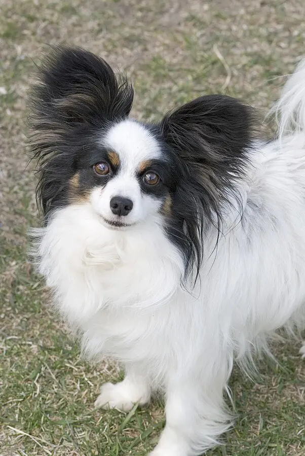 Papillon has unique ears with long furs