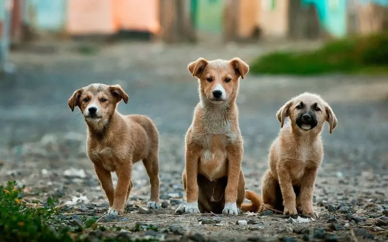 Three Aspin puppies looks cute as they relax on the gound