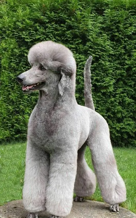 20 Poodle Haircuts And Styles For Your Adorable Pup