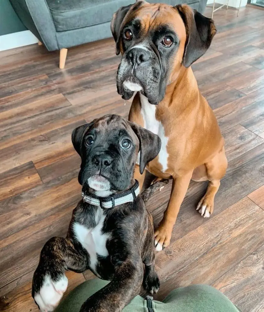 Two cute Boxers of different colored coats